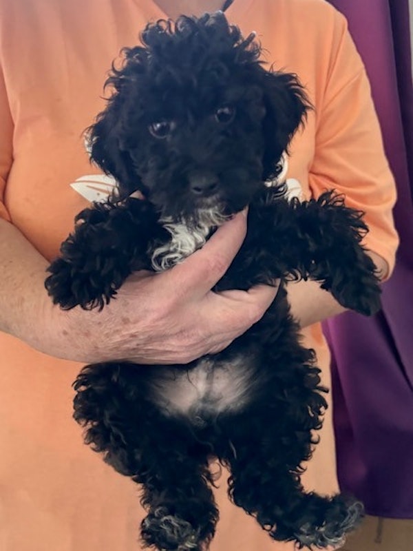 Mini Goldendoodles