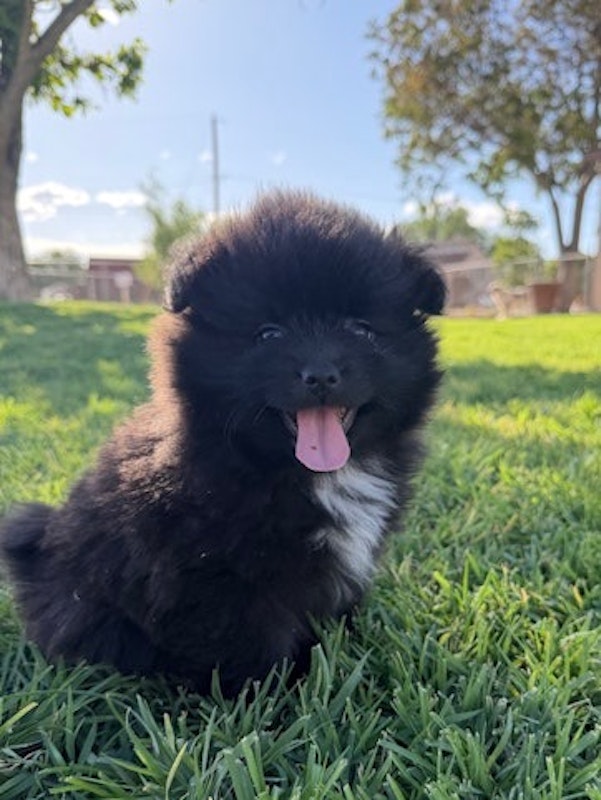 PUREBRED POMERANIAN MALE PUPPY FOR SALE