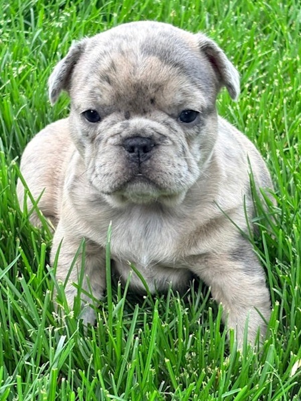 French Bulldog Puppies