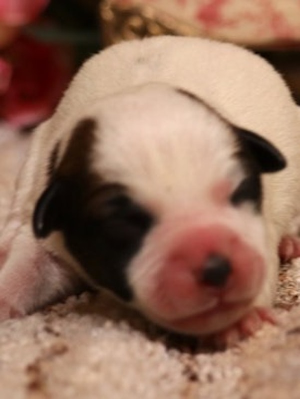 Shorty Jack Russell Terrier puppies