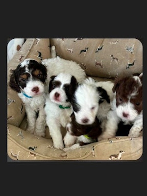AUSSIE DOODLE PUPPIES FOR SALE