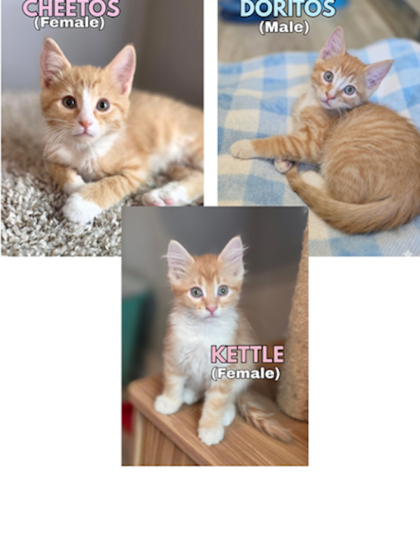 Spayed, Neutered, Vaccinated and Chipped.