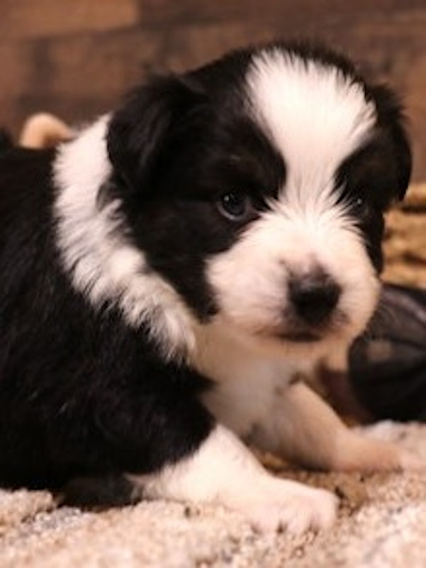 Toy Australian Shepherds & Miniature Dachshunds