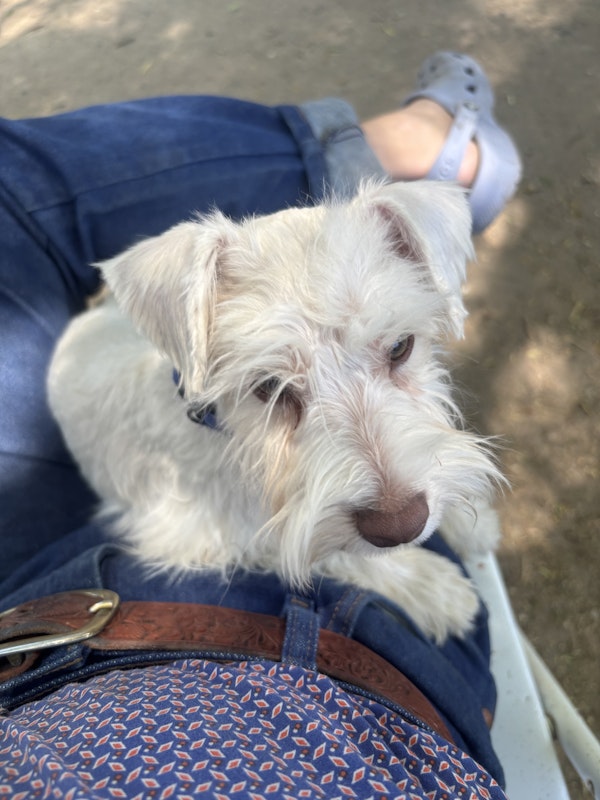 Miniature Schnauzer Puppy