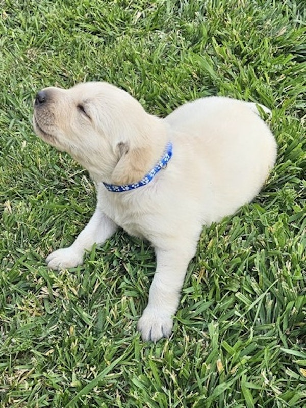 AKC Labrador Retriever Puppies