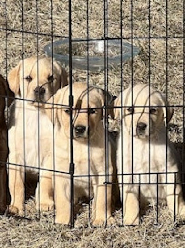 AKC Labs For Sale