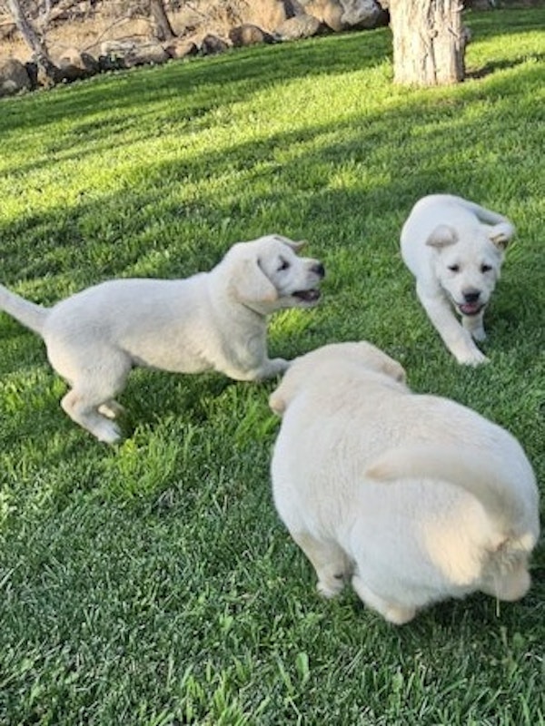 White AKC Labrador Pups