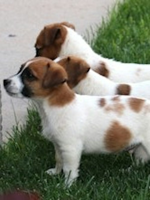 Shorty Jack Russell Terrier puppies