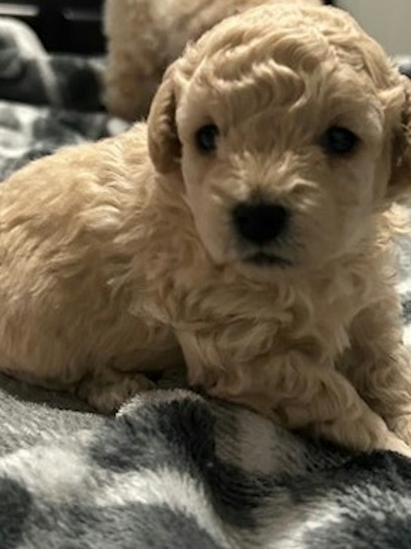 5 weeks old toy poodle