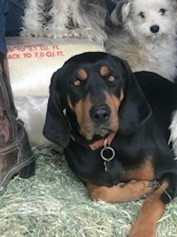 Free 5 year old Black and Tan Coon Hound