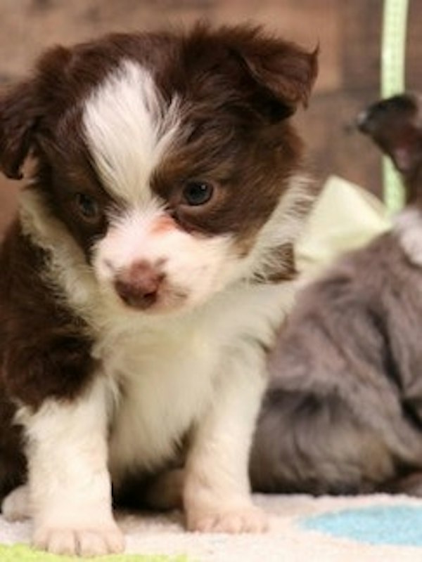 Toy Australian Shepherds & Miniature Dachshunds