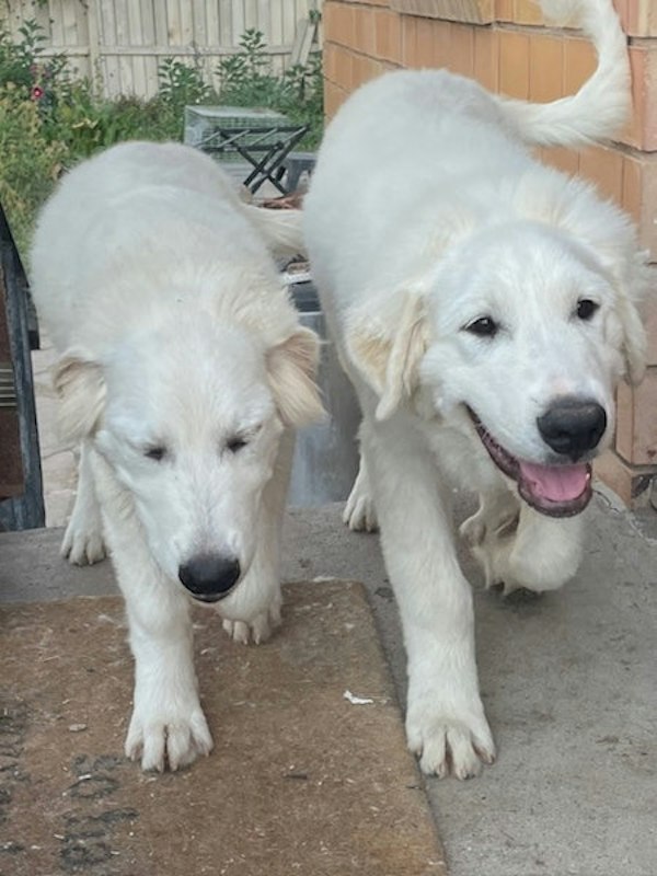 Great Pyrenees