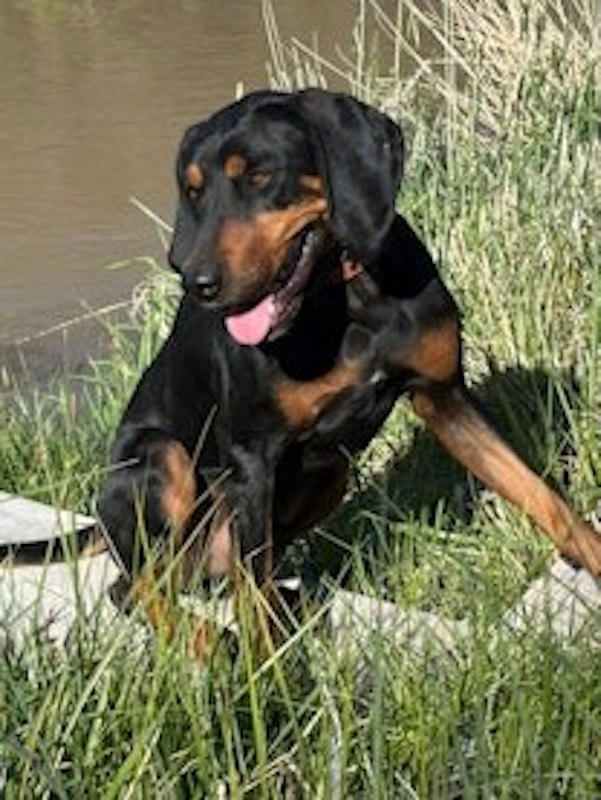 Black and Tan Coon Hound