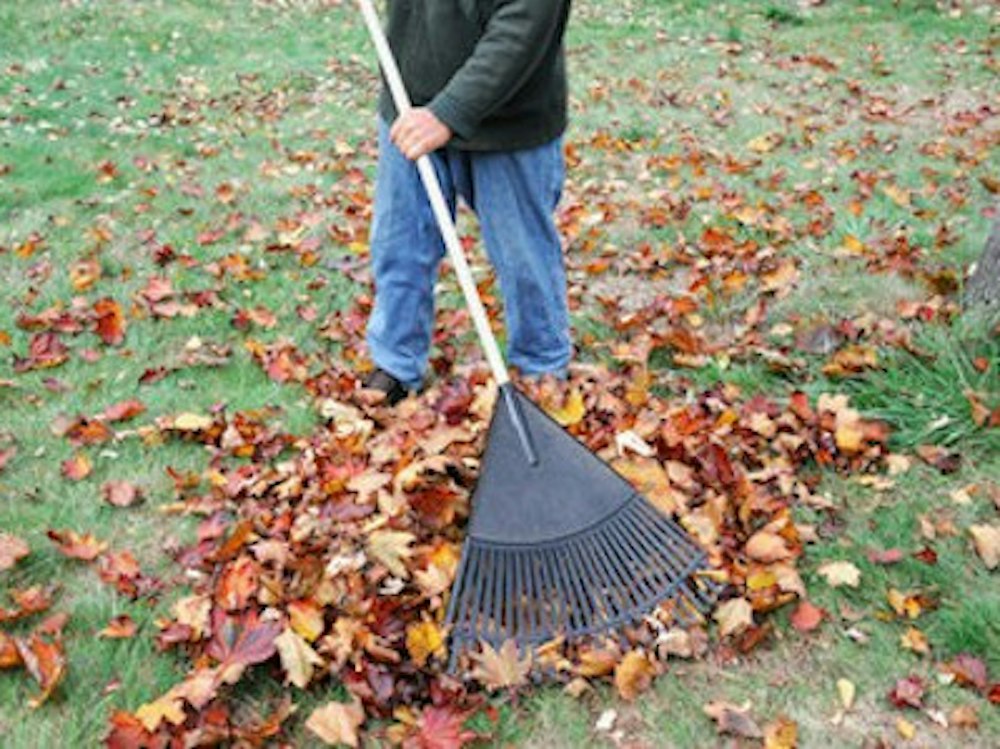 YARD CLEAN UP