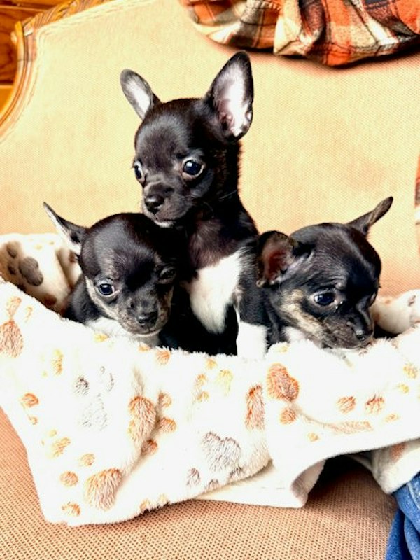 CHIHUAHUAS FOR SALE